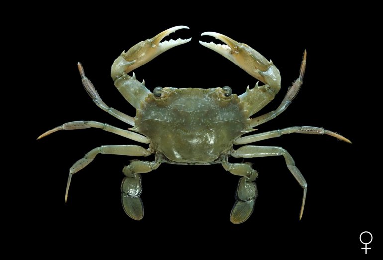 Charybdis anisodon, Mos Nattapat