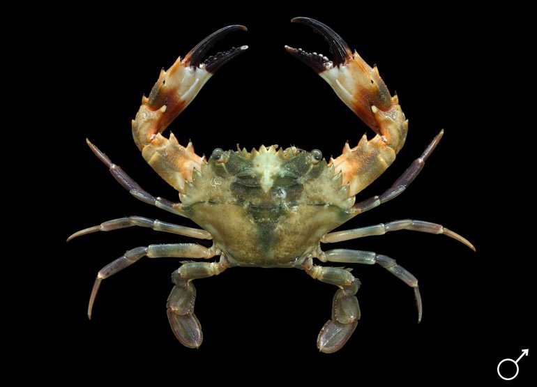 Charybdis hellerii, Mos Nattapat