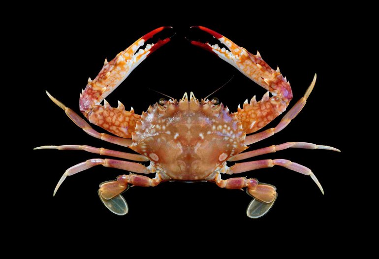 Charybdis riversandersoni, Tin-Yam Chan National Taiwan Ocean University