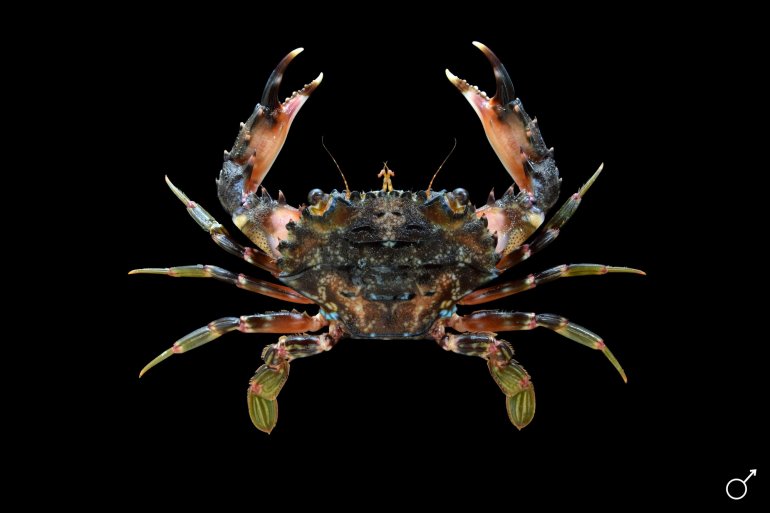 Goniosupradens obtusifrons, Ondřej Radosta