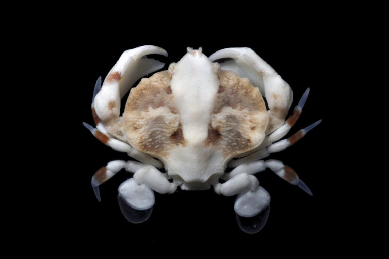 Coelocarcinus foliatus, Nathaniel Evans From Molecular phylogenetics of swimming crabs (Portunoidea Rafinesque, 1815)