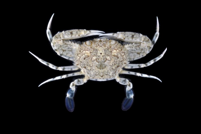 Cycloachelous granulatus, Nathaniel Evans From Molecular phylogenetics of swimming crabs (Portunoidea Rafinesque, 1815)