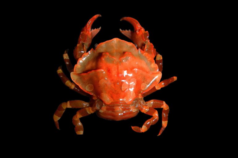 Lissocarcinus holothuricola, Nathaniel Evans From Molecular phylogenetics of swimming crabs (Portunoidea Rafinesque, 1815)