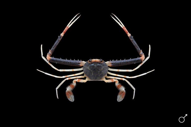 Lupocyclus philippinensis, Ondřej Radosta