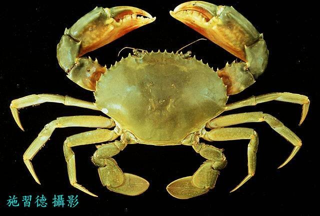 Scylla paramamosain, Hsi-Te Shih