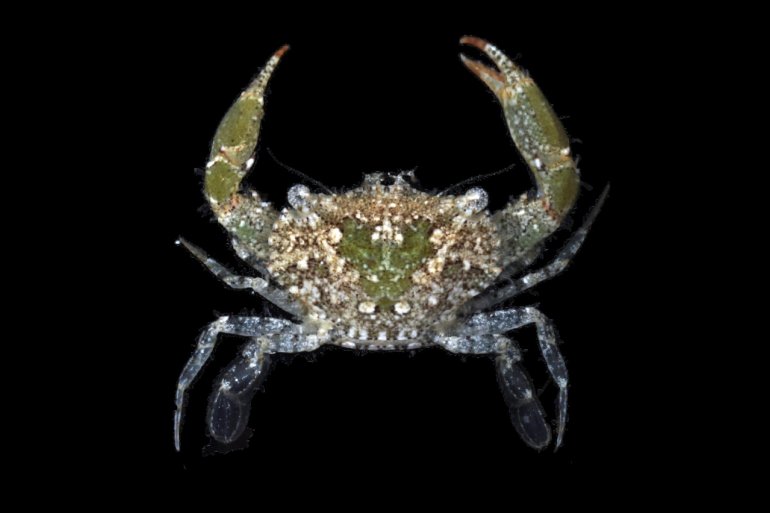Thalamita chaptalii, Nathaniel Evans From Molecular phylogenetics of swimming crabs (Portunoidea Rafinesque, 1815)
