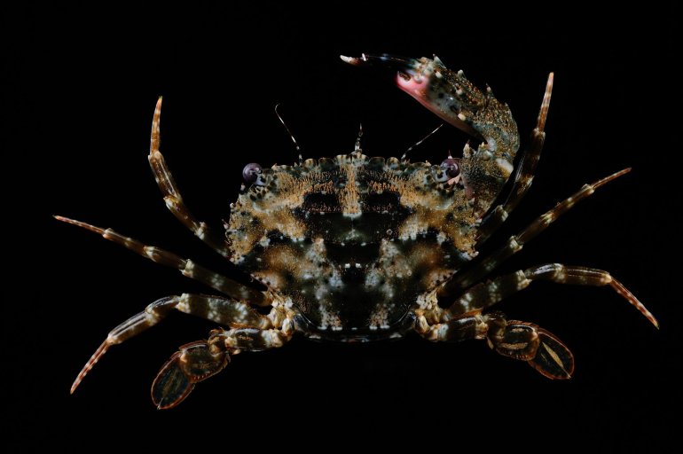 Thranita coeruleipes, Ling-Kuang Tseng