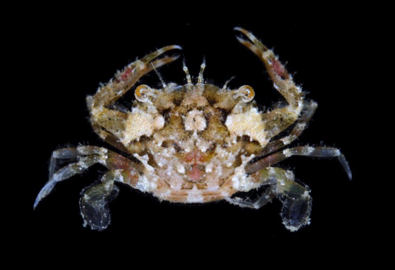 Thalamonyx gracilipes, Gustav Paulay From Molecular phylogenetics of swimming crabs (Portunoidea Rafinesque, 1815)