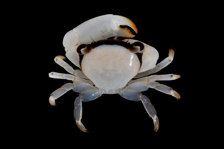Tetralia nigrolineata, Gustav Paulay // Arthur Anker Florida Museum of natural history