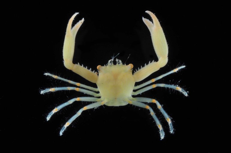 Quadrella coronata, Arthur Anker Florida Museum of natural history