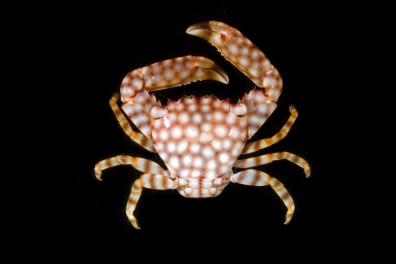 Trapezia flavopunctata, Gustav Paulay // Arthur Anker Florida Museum of natural history