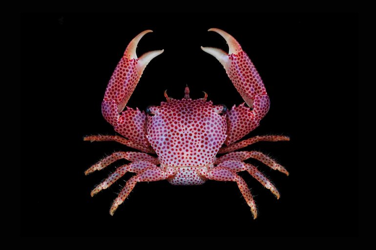 Trapezia rufopunctata, Tin-Yam Chan National Taiwan Ocean University