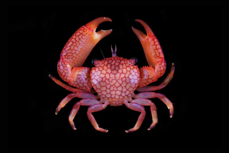Trapezia septata, Tin-Yam Chan National Taiwan Ocean University
