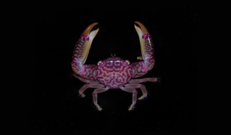 Trapezia speciosa, Arthur Anker