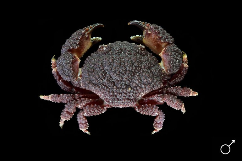 Actaea pura, Ondřej Radosta