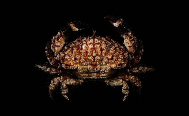 Actaeodes hirsutissimus, Ling-Kuang Tseng