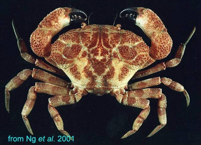 Demania intermedia, Hsi-Te Shih