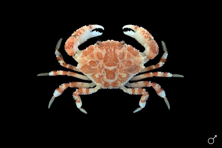 Demania scaberrima, Ondřej Radosta