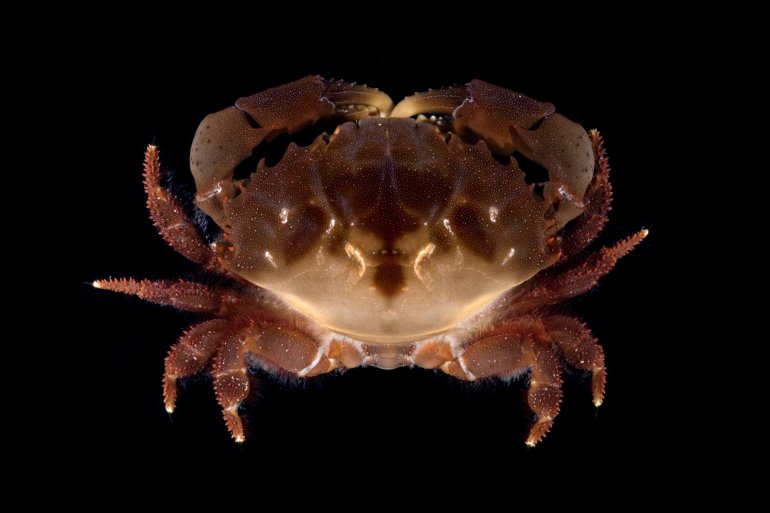 Etisus dentatus, Gustav Paulay // Arthur Anker Florida Museum of natural history