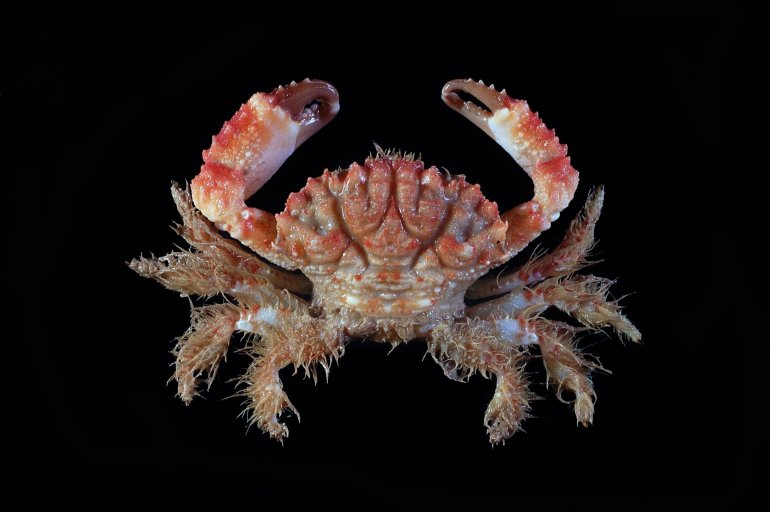 Etisus villosus, Tin-Yam Chan National Taiwan Ocean University /Museum national d’Histoire naturelle