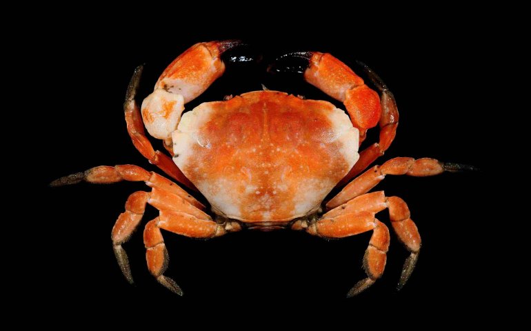 Euryxanthops flexidentatus, Tin-Yam Chan National Taiwan Ocean University