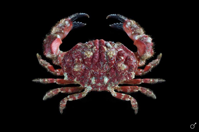 Hypocolpus abbotti, Ondřej Radosta