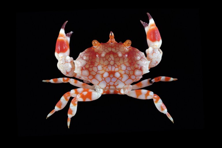 Lophozozymus pulchellus, Tin-Yam Chan National Taiwan Ocean University /Museum national d’Histoire naturelle