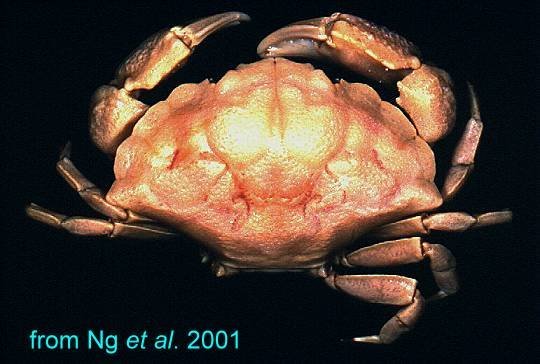 Neoxanthops quadrilobatus, Hsi-Te Shih