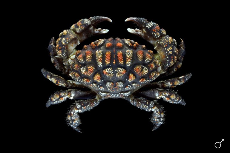 Paractaea rufopunctata, Ondřej Radosta