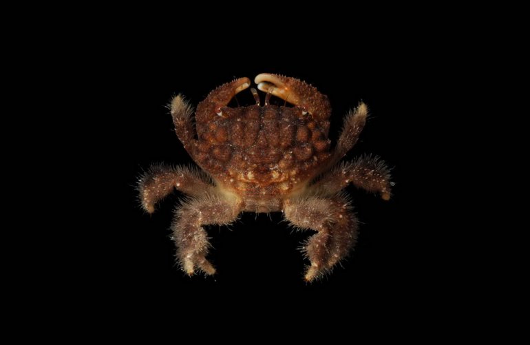 Pilodius areolatus, Robert Lasley