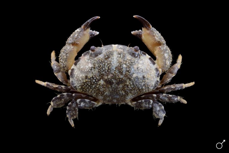 Platypodia pseudogranulosa, Ondřej Radosta