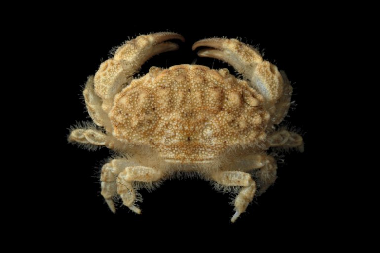 Psaumis cavipes, Robert Lasley