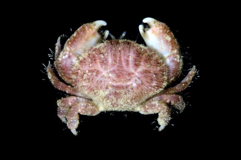 Pseudoliomera variolosa, Gustav Paulay // Arthur Anker