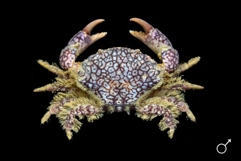 Xantho pilipes, Ondřej Radosta