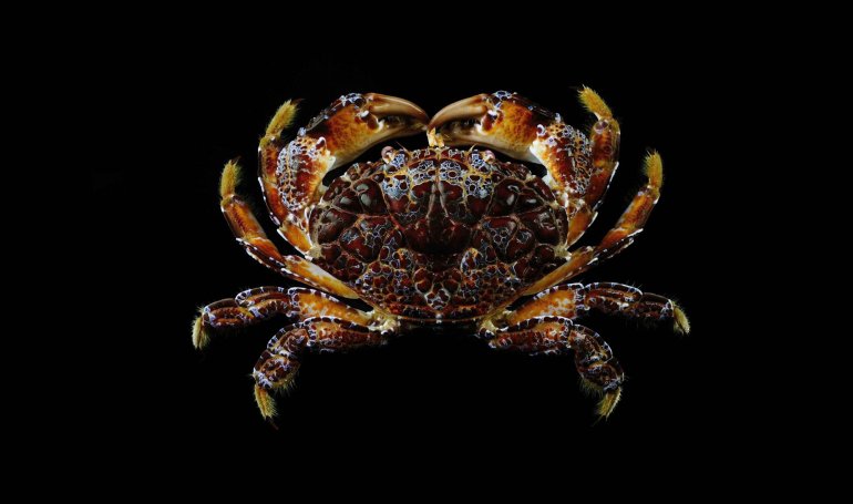 Zosimus aeneus, Ling-Kuang Tseng