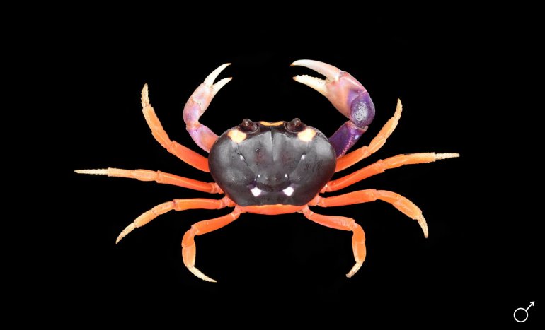 Gecarcinus quadratus, Ondřej Radosta