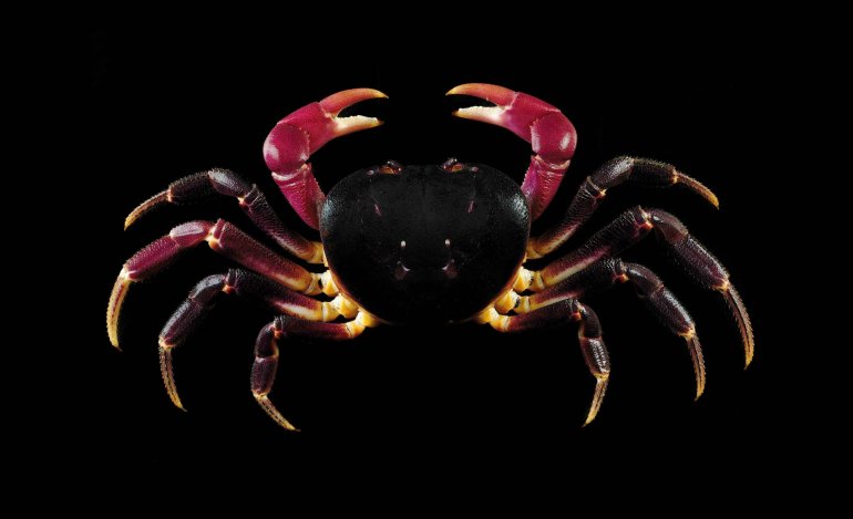 Gecarcoidea lalandii, Ling-Kuang Tseng