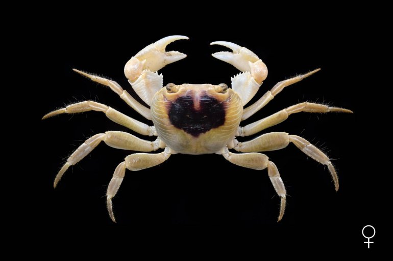 Geograpsus grayi, Ondřej Radosta