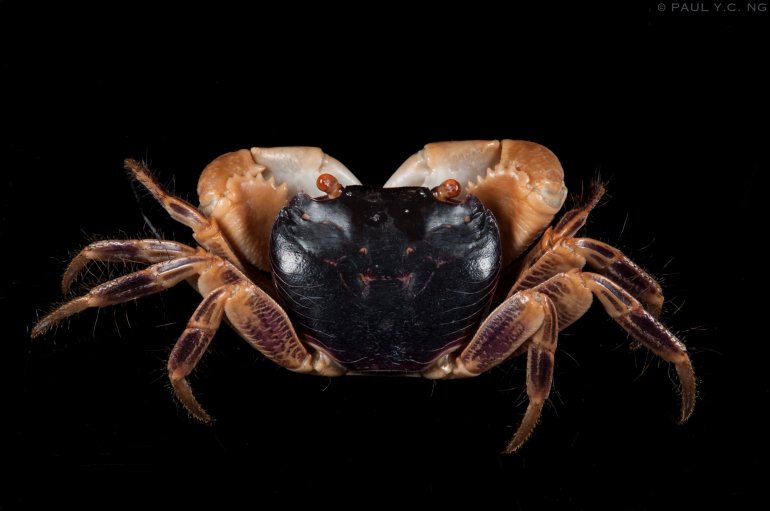 Geograpsus grayi, Paul Ng