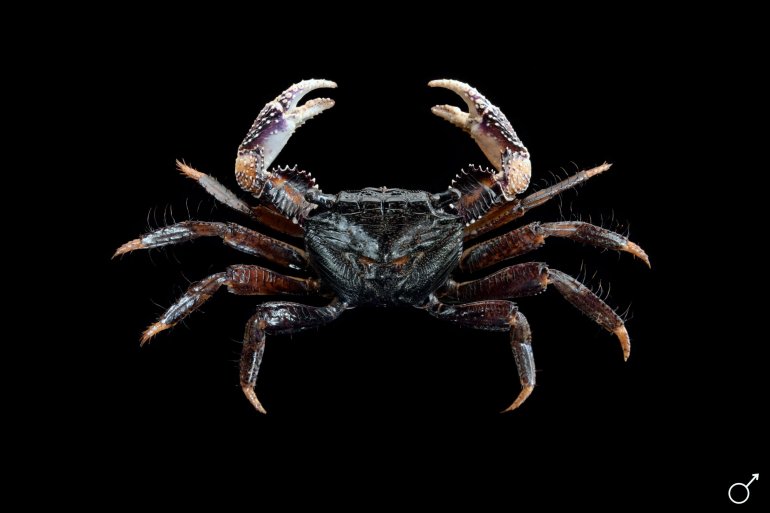 Goniopsis pelii, Ondřej Radosta