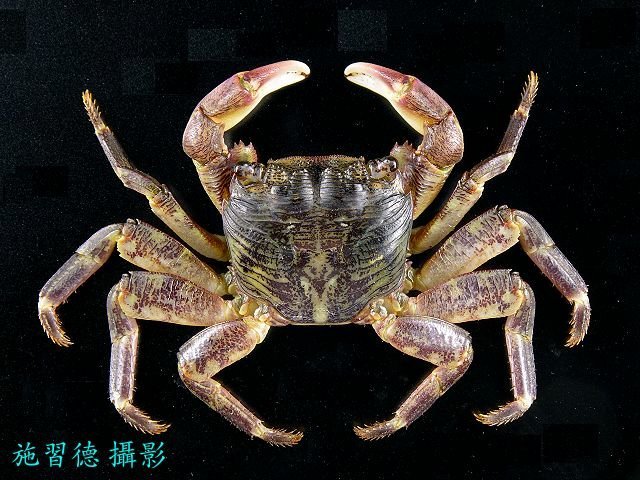 Pachygrapsus crassipes, Hsi-Te Shih