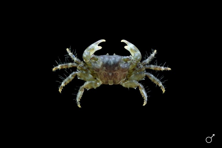 Pachygrapsus minutus, Ondřej Radosta