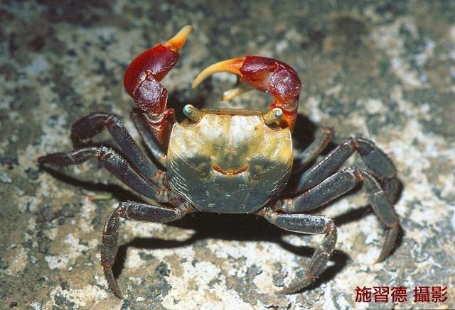 Chiromantes haematocheir, Hsi-Te Shih