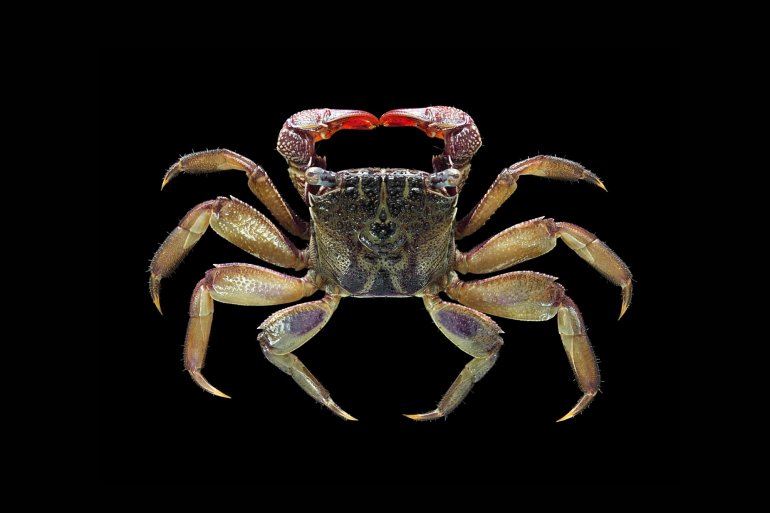 Episesarma singaporense, Mos Nattapat