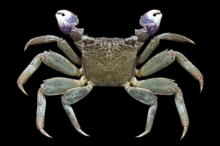 Episesarma versicolor, Mos Nattapat