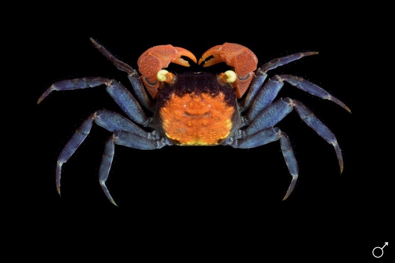 Geosesarma hagen, Ondřej Radosta