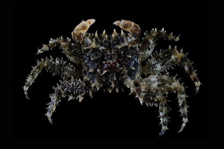 Nanosesarma vestitum, Ling-Kuang Tseng