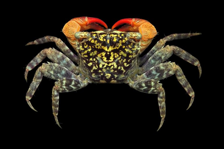 Parasesarma eumolpe, Mos Nattapat