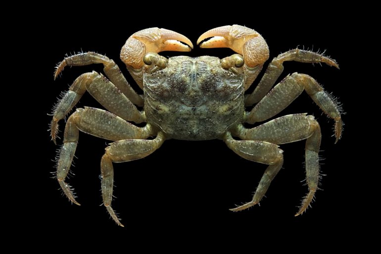 Parasesarma pictum, Mos Nattapat