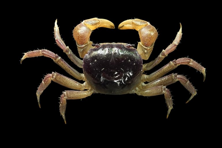 Sarmatium crassum, Mos Nattapat